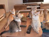 Muhteşem British Shorthair Yavrular