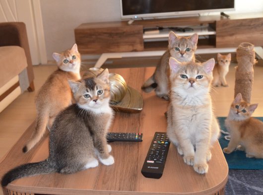 Muhteşem British Shorthair Yavrular