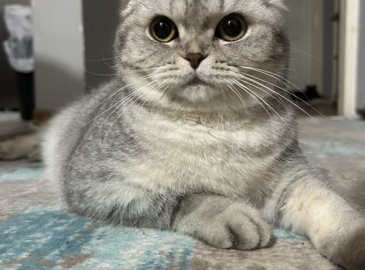 Dişi kedim Lily’e eş arıyoruz