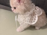 2 aylık dişi İran Chinchilla görüşülür