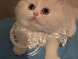 2 aylık dişi İran Chinchilla