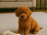 Sevecen Toy Poodle erkeği