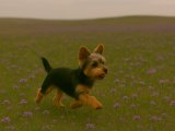 Özgür kız Yorkshire Terrier yavrumuz