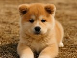 Altın değerinde Akita Inu oğlumuz