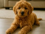 Uygun fiyatlı Goldendoodle yavrumuz