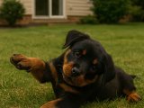 Rottweiler oyuncu oğlumuz hazır
