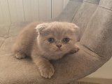 TOP KAFA GRİ SCOTTİSH FOLD VE SİLVER BRİTİSH SHORTHAİR