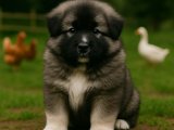 Çiftliğinizin yeni gözdesi Kafkas Çoban Köpeği yavrumuz