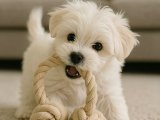 Bu kız bir başka Maltese Terrier harikası