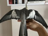 Yavrulu çift sultan papağanı