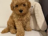 Poodle gibi maltipoo bebekler uygun