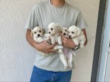 Micro boy morkie bebekler ev ortamı (uygun)