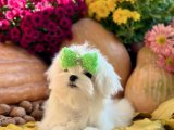 Maltese puppies 1 kg