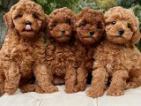 Korean ev ortamı dogumlu toypoodle
