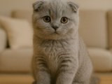 Huzurun başlangıcı minik Scottish Fold yavrumuz