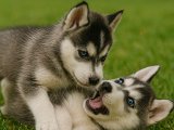 Dişi ve Erkek oyuncu akıllı Sibirya Kurdu (Husky) yavrularımız