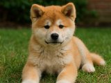 2 aylık erkek Akita Inu yavrumuz