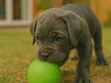Oyuncu minik dişi Cane Corso yavrumuz