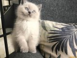 3 AYLIK BRITISH SHORTHAIR