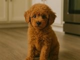 En oyuncu büyümeyen köpek Toy Poodle yavrumuz