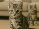 Dişi American Shorthair miniğimiz