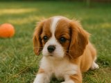 sevimli Cavalier King dişi yavrumuz