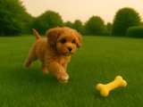 Oyun delisi Cavapoo kızımız