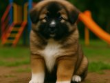 Dağ gibi Kafkas Çoban Köpeği oğlumuz