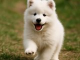 Güzelliğine hayran bırakacak bir Samoyed kızçe