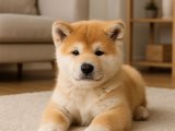 Japon koruma köpeği Akita Inu yavrumuz
