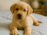Sevimli dişi Labrador Retriever yavrumuz