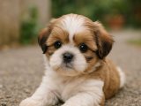 Çok kaliteli Shih Tzu erkek yavrumuz