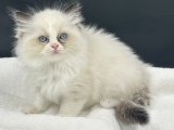 Arina's Ragnia Şecereli,  Şampion Anne Babanın RAGDOLL Bebekleri