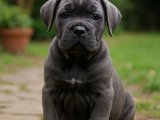 Anatomik güzellik Cane Corso oğlumuz