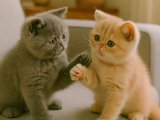 Exotic Shorthair dişi erkek sevimli yavrularımız