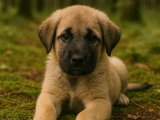 Yiğido çıktı meydane Kangal oğlumuz sizlerle