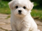 Maltese Terrier kızımız pamuk gibi