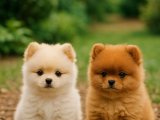 Pomeranian Boo kardeşler göz kamaştırıyor