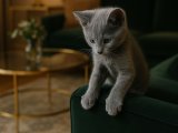 Erkek Russian Blue minik yavrumuz