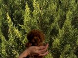 TOY POODLE YAVRULAR.....