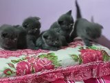 Ücretsiz verilecek Scottish fold ve Scottish Straight yavrular