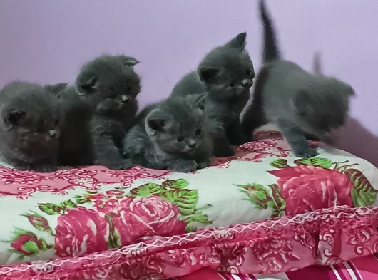 Ücretsiz verilecek Scottish fold ve Scottish Straight yavrular