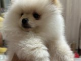 Irk Garantili Pomerian Boo Yavrumuz