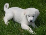 2 Aylık Erkek Akbaş Yavru Köpek | Ücretli Sahiplendirme