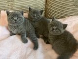 2 Aylık Gri British Shorthair Yavru Kediler | Erkek ve Dişi | Ücretli Sahiplendirme