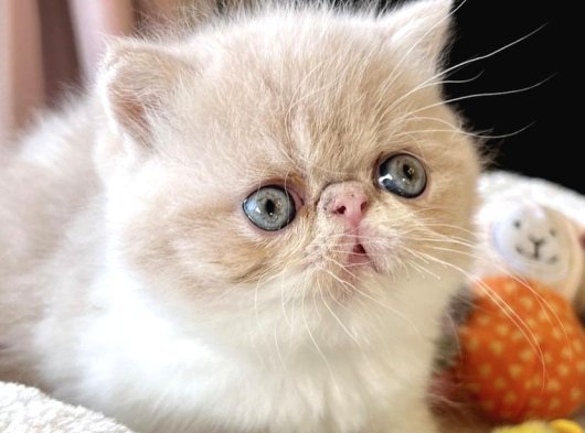 2 Aylık Erkek Exotic Shorthair Yavru | Ücretli Sahiplendirme