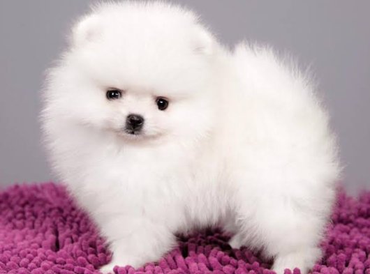 Irk Garantili Pomerian Boo Yavrumuz
