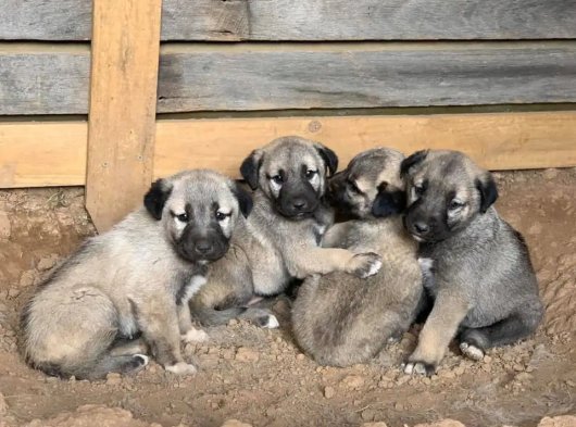 Sivas’ta 2 Aylık Erkek & Dişi Kangal Yavruları