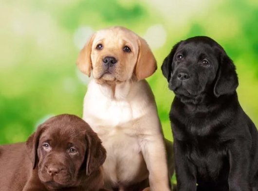 İstanbul’da 2 Aylık Labrador Yavru Köpekler | Erkek ve Dişi | Ücretli Sahiplendirme