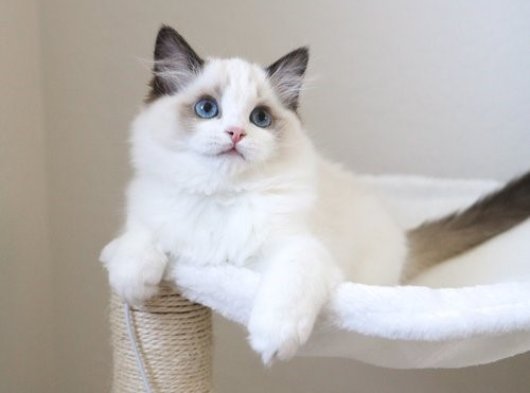 İstanbul'da 3 Aylık Dişi Ragdoll Yavru Kedi | Ücretli Sahiplendirme